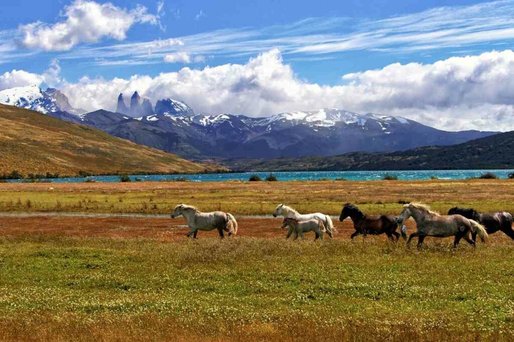Patagonia horses