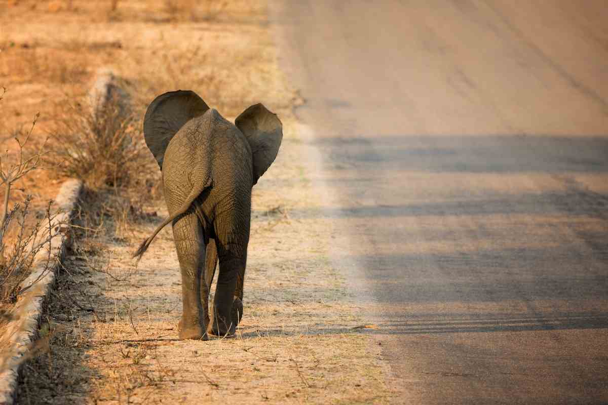 Adopt A Baby Elephant While Visiting Kenya- The David Sheldrick Wildlife Trust