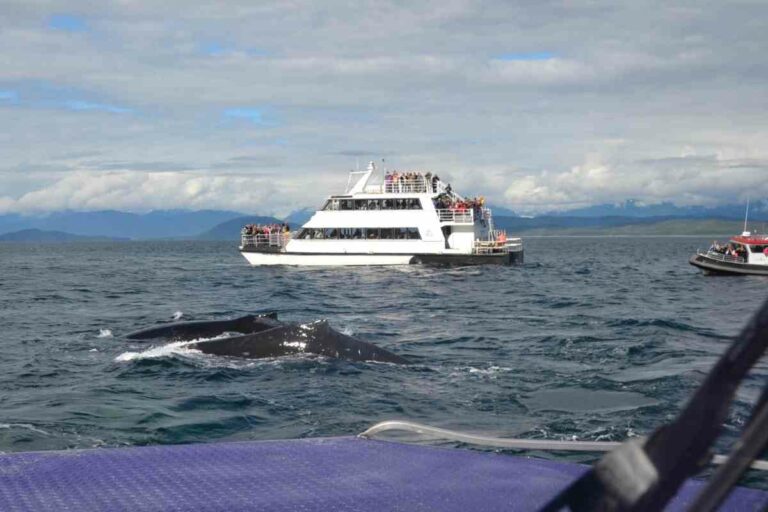 When Is the Best Time to See Whales In Alaska?