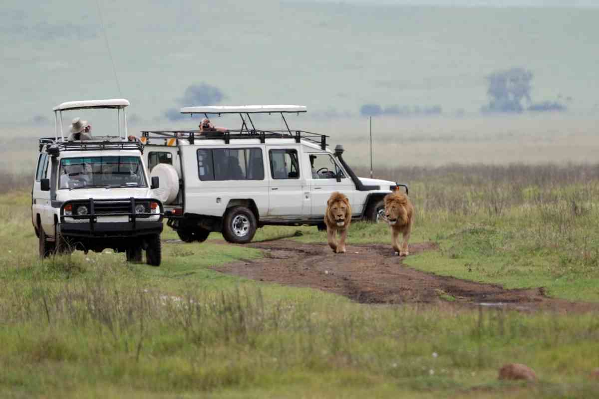 Best Time for An African Safari