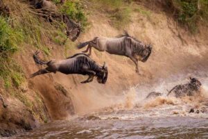 see Wildebeest migration