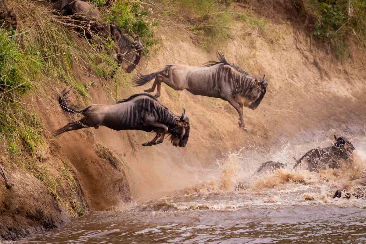 What Is The Best Time To See The Wildebeest Migration