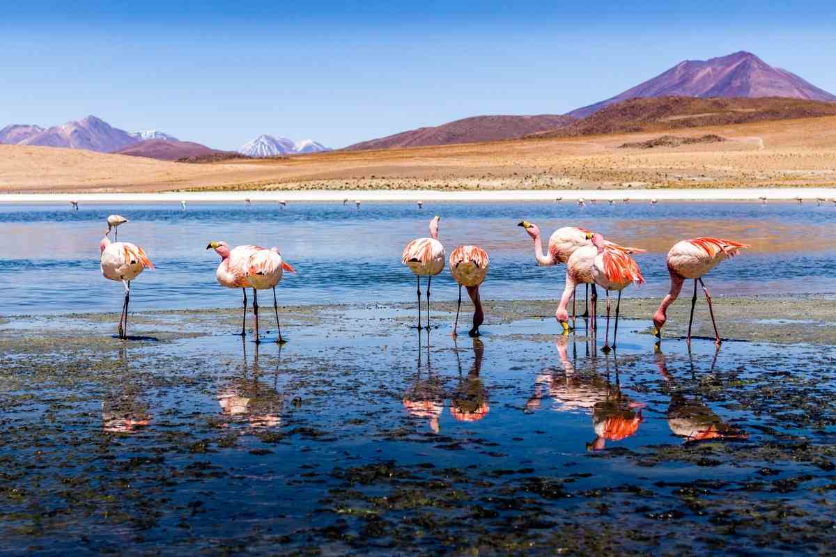 Best Time to Visit Bolivia Salt Flats 2023-2024