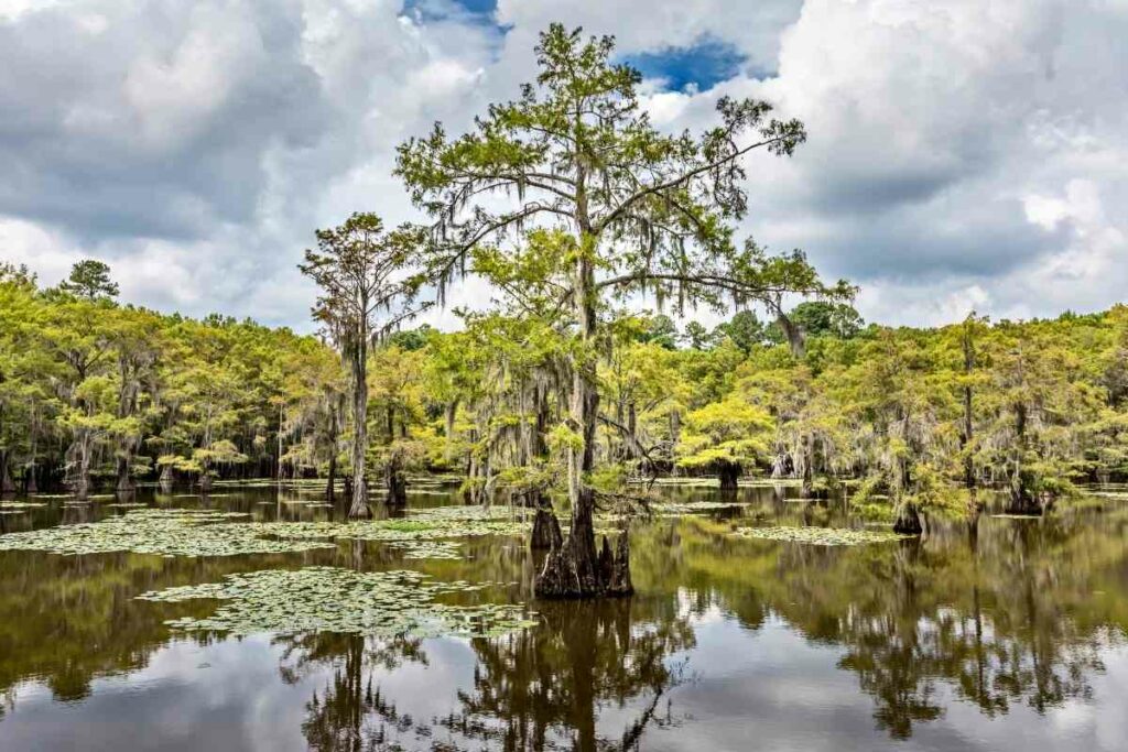 Caddo lake State Park in Texas