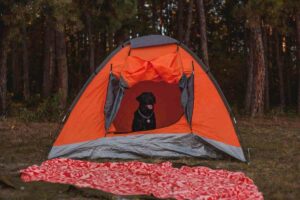 Camping with dog tips