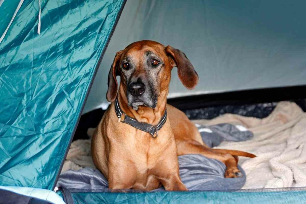 Where Does dog Sleep when camping