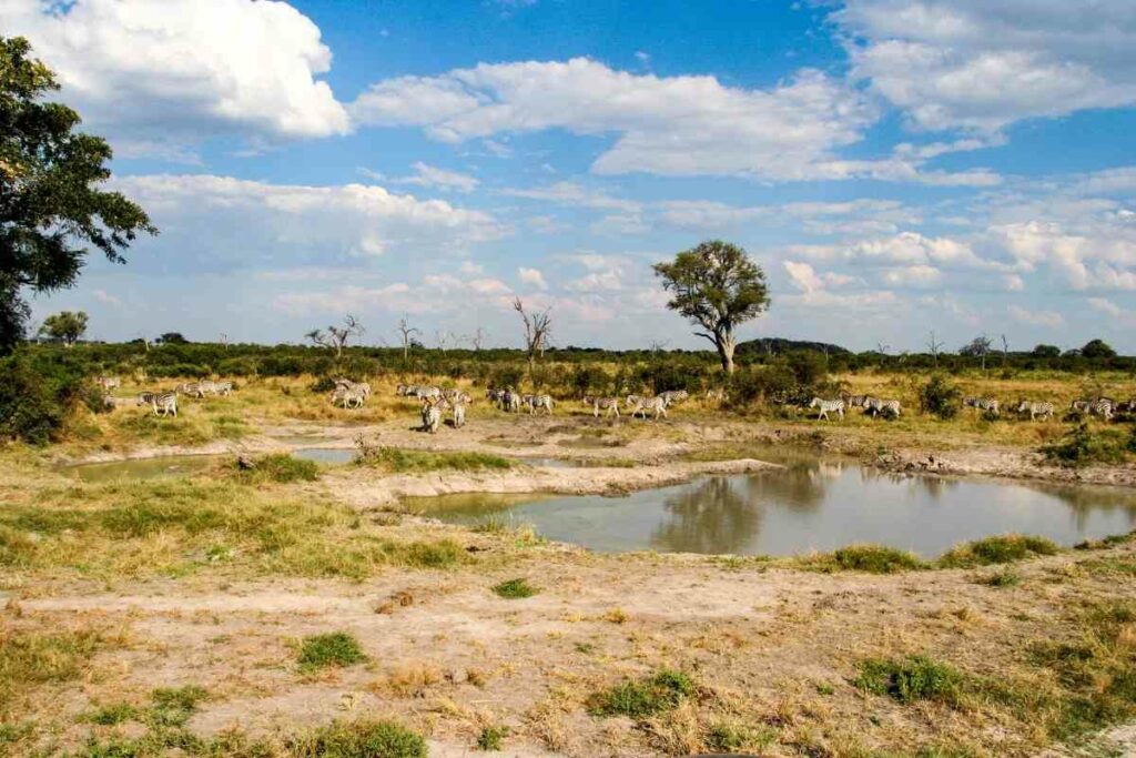 Visit safari Chobe National Park in Botswana