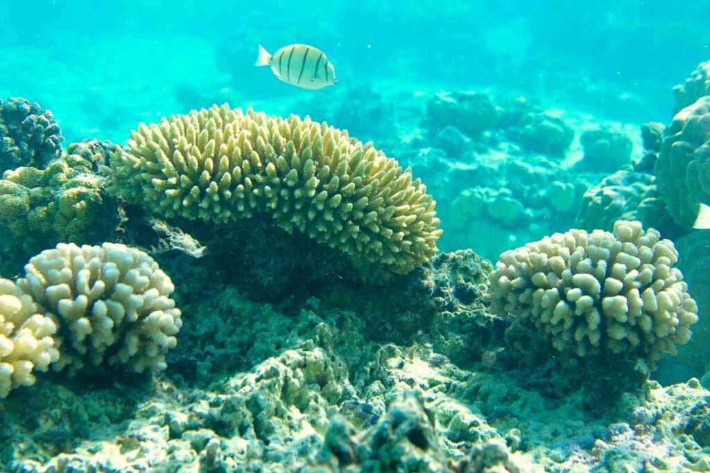 Beautiful Coral reefs Bora Bora