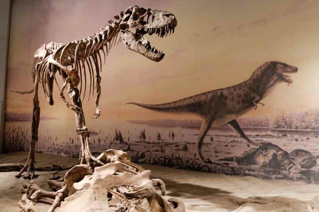Visiting Dinosaur store & museum