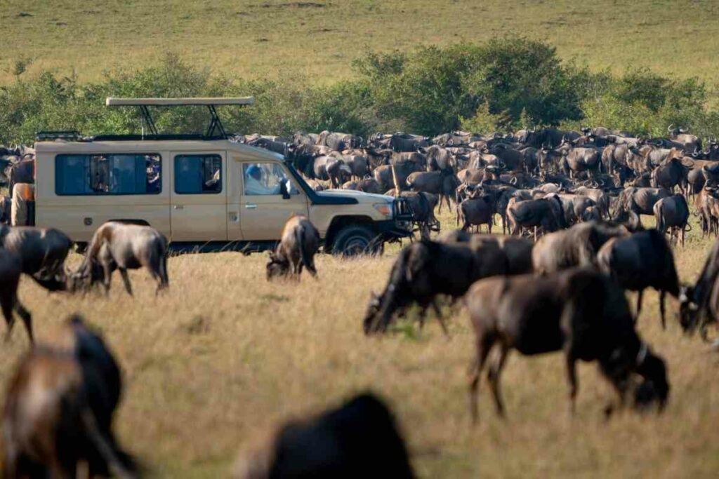 Great wildebeest migration tour guide