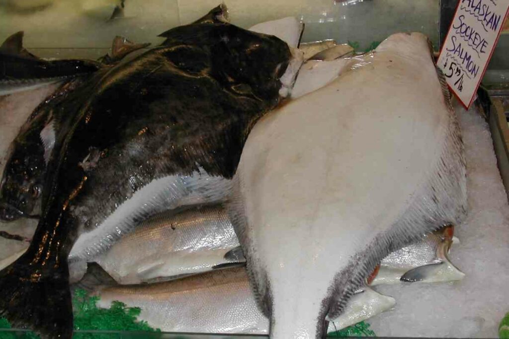 Halibut fish from Alaska