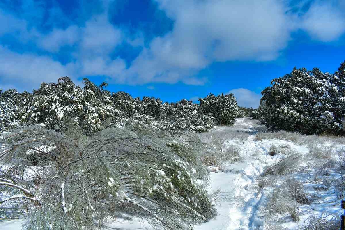 Does it Snow in Texas? A History of the State's Historic Snowfall