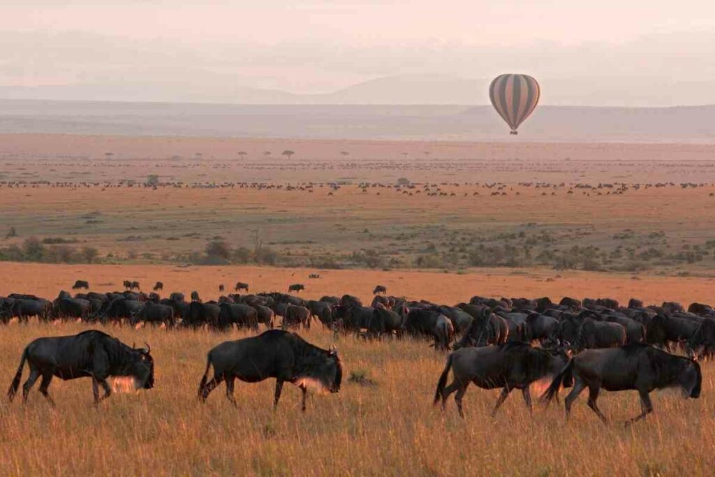 Book Hot air balloons Masai Mara