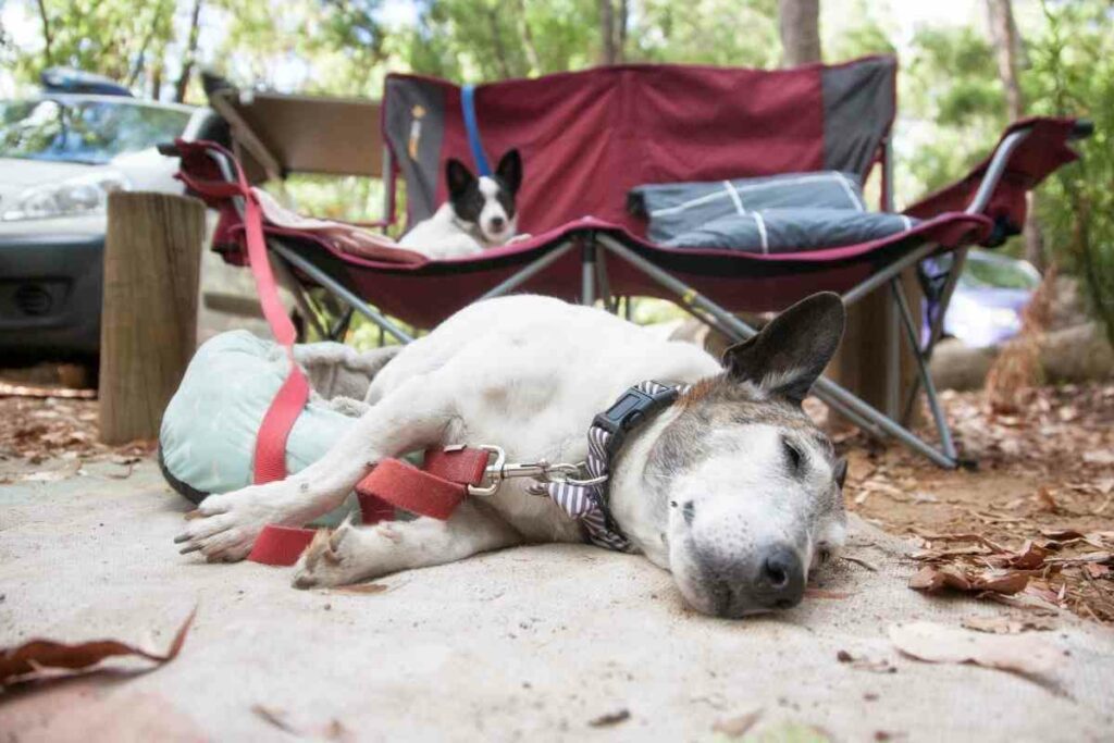 Go camping with your dog