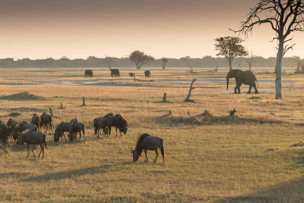 African safari Hwange National Park Zimbabwe
