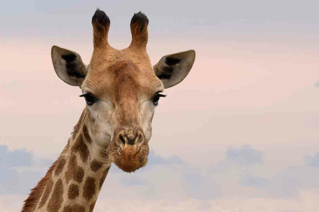 giraffes manor tips