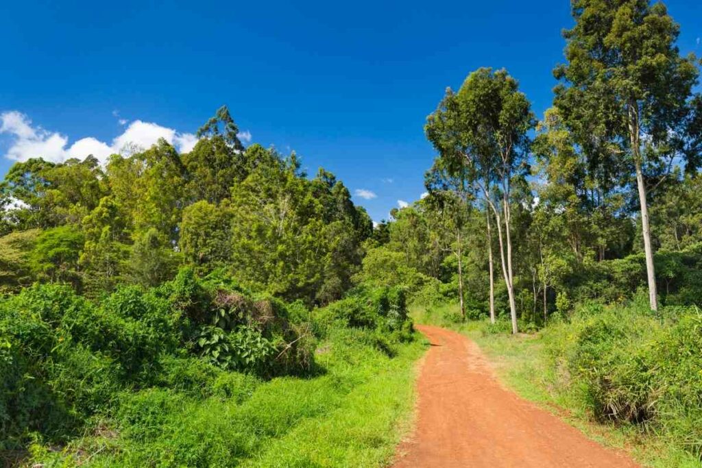 Karura Forest Nairobi