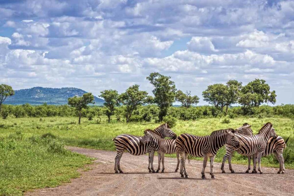 Safari Kruger National Park South Africa
