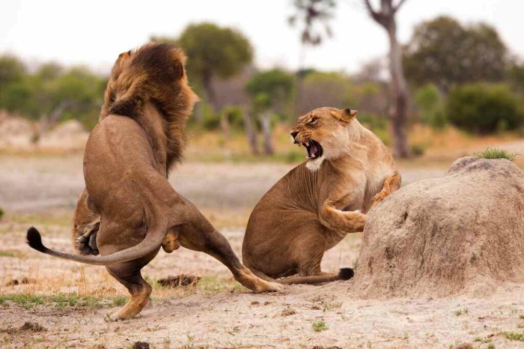 lions fight angry