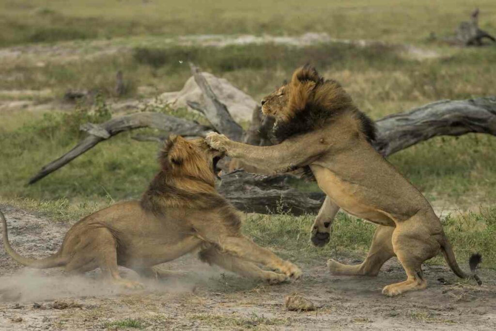 lions fighting food Aafrican safari