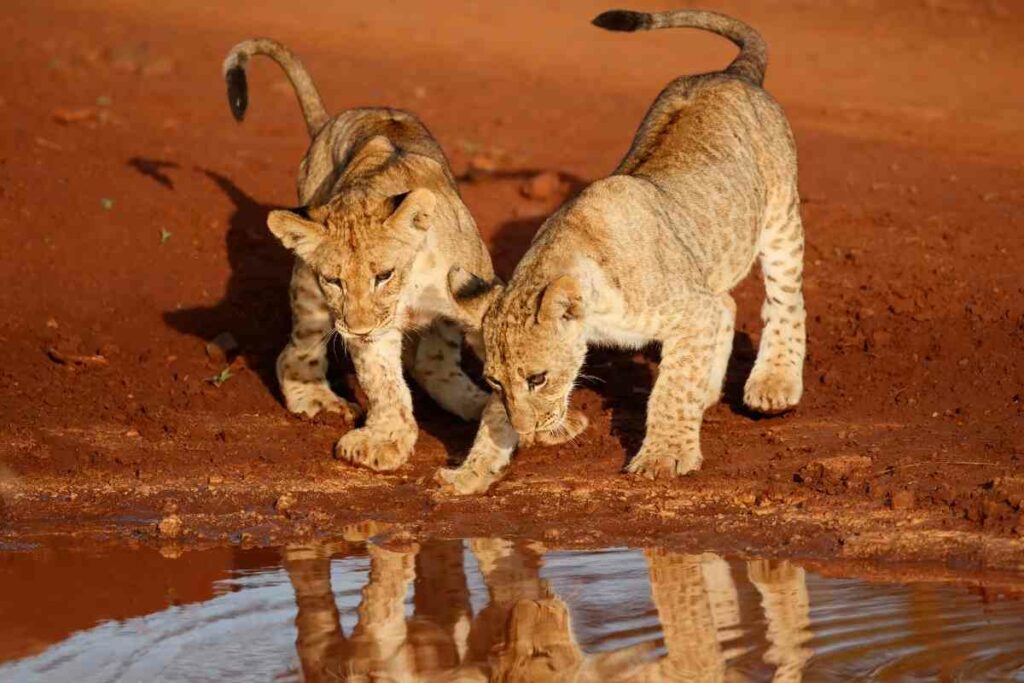 Lions African Safari drinking water