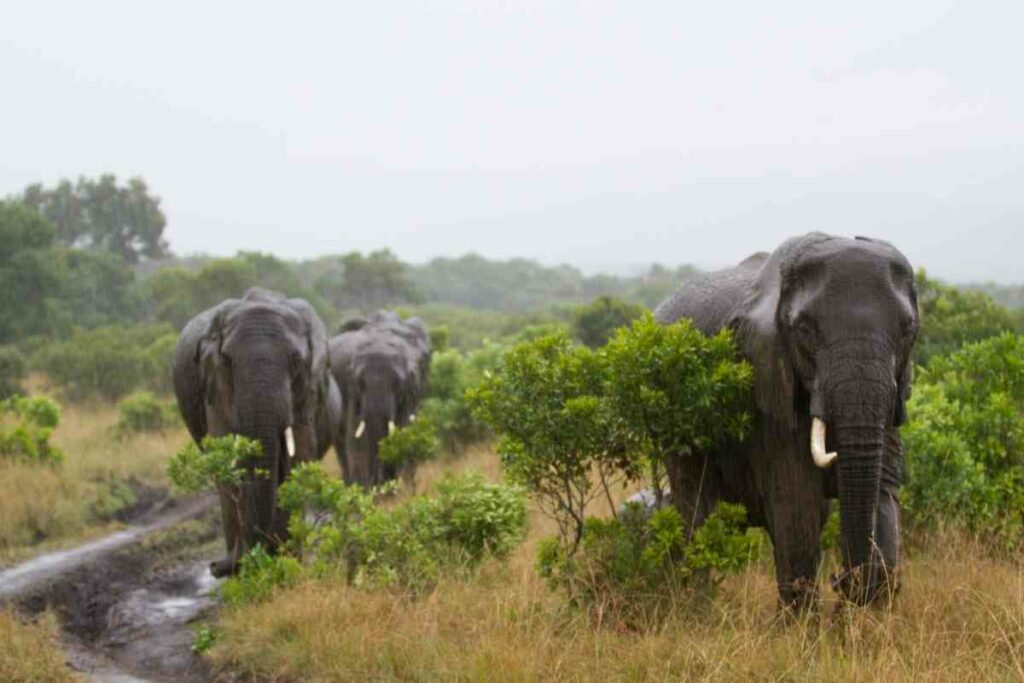 Elephants from Maasai Mara safari