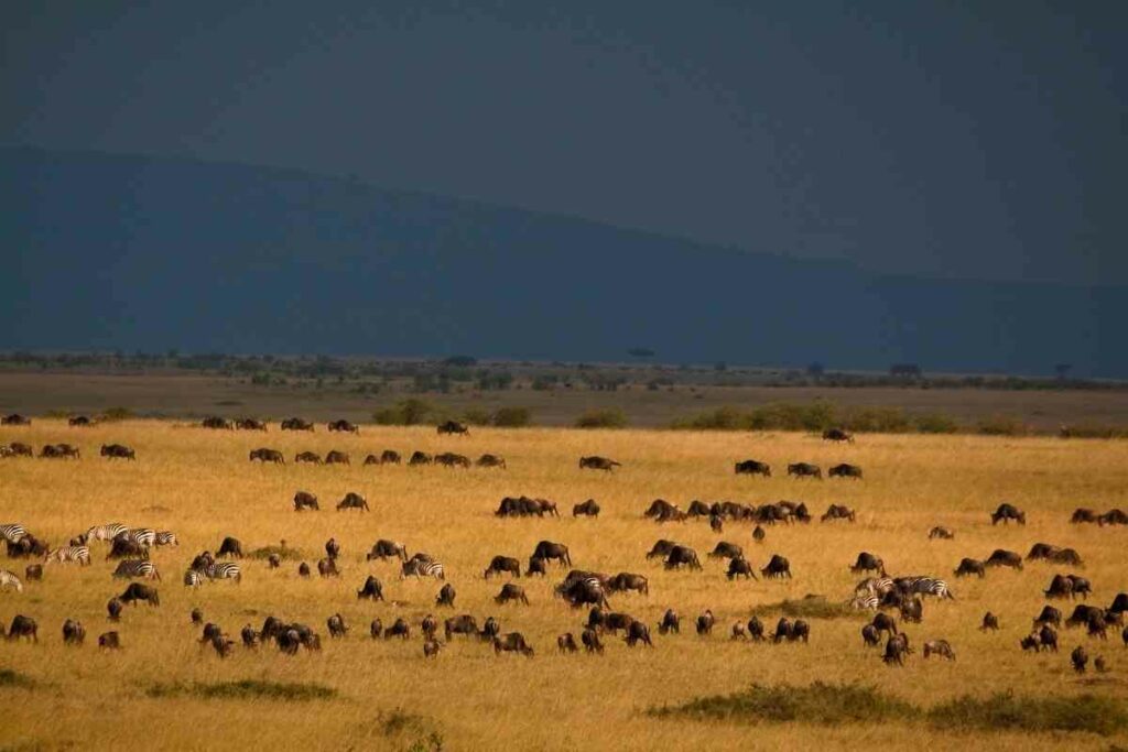 African safari Maasai Mara National Rreserve Kenya