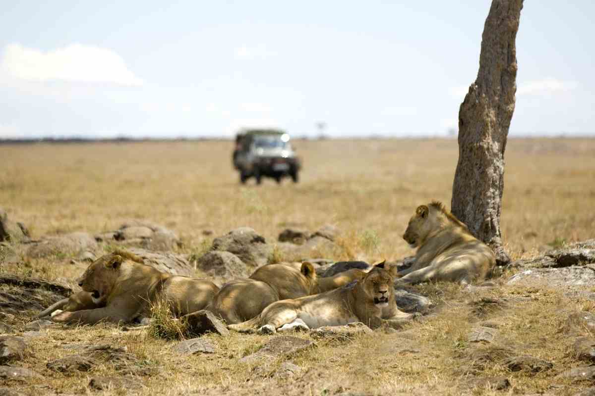 The Masai Mara: A Complete Travel Guide