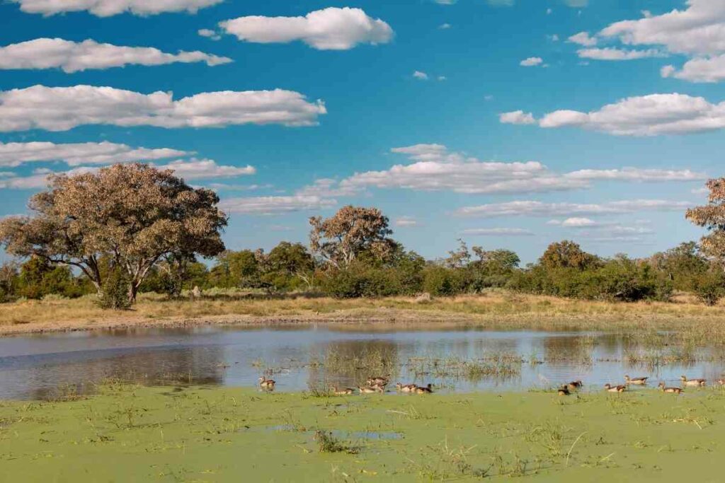 Africa safari Moremi Game Reserve Botswana