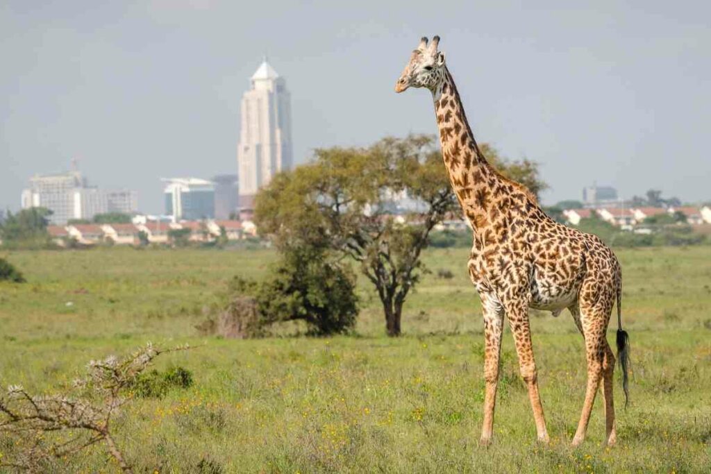 Nairobi giraffes visit