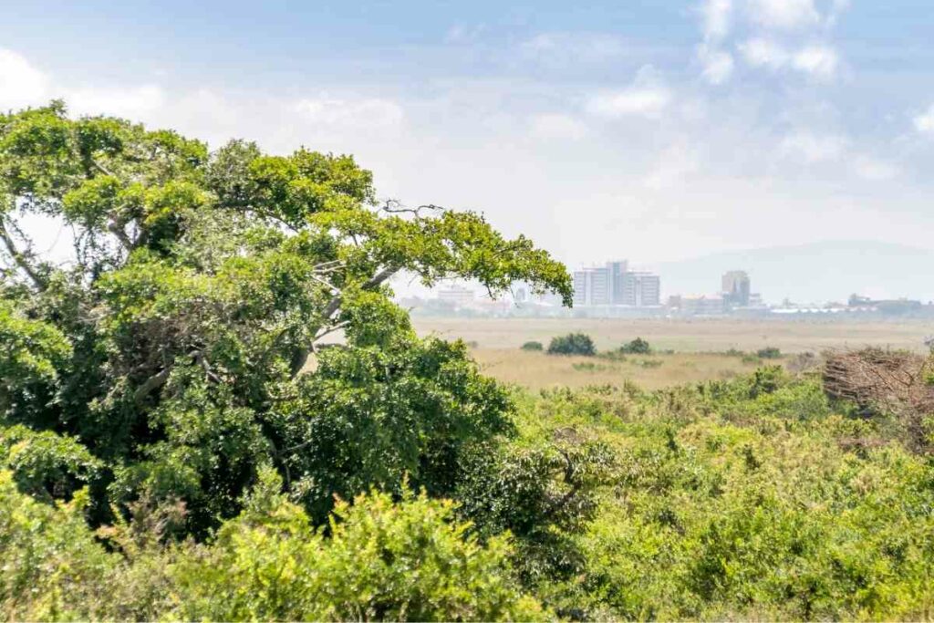 Nairobi National park Kenya
