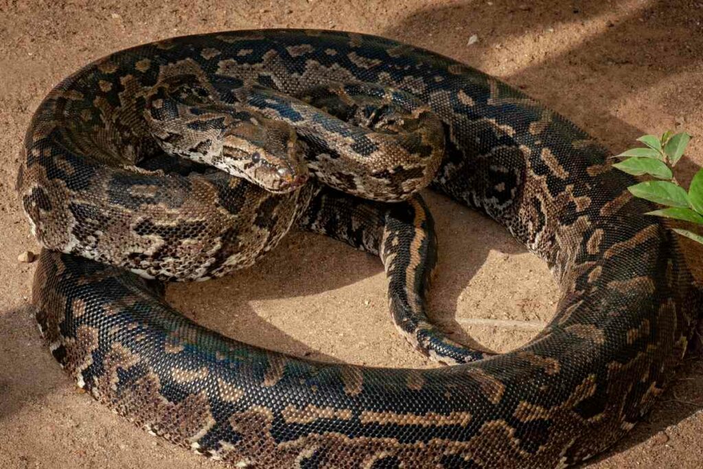 Nairobi snake park Kenya