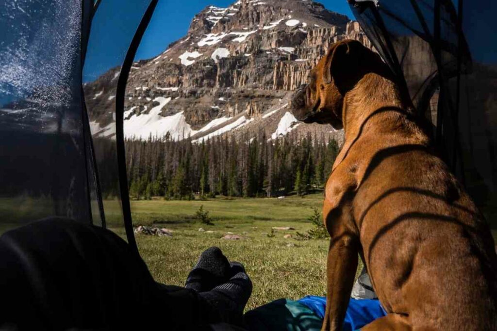 Packing list camping with dog