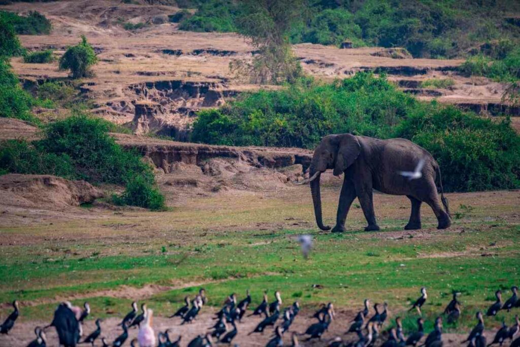 Africa Queen Elizabeth National Park Uganda
