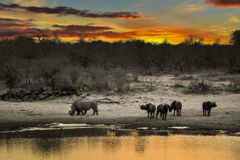 Calm Rhinos African safari looking for water