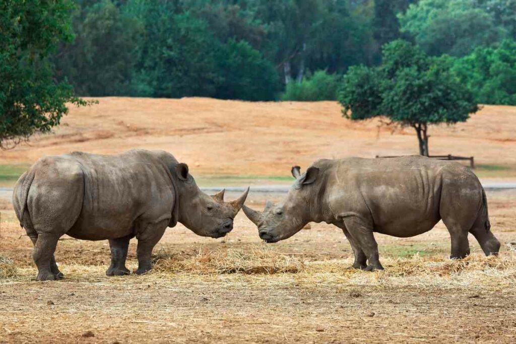 Rhino fighting African safari