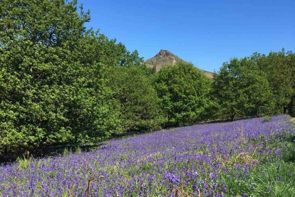 Roseberry Topping Bluebell wood routes
