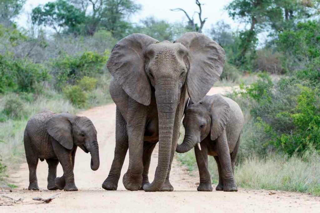 Elephants walking road