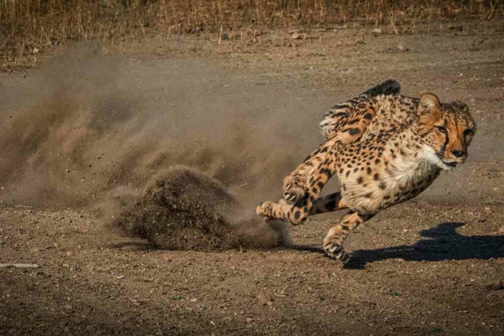 Serengeti leopards hunting