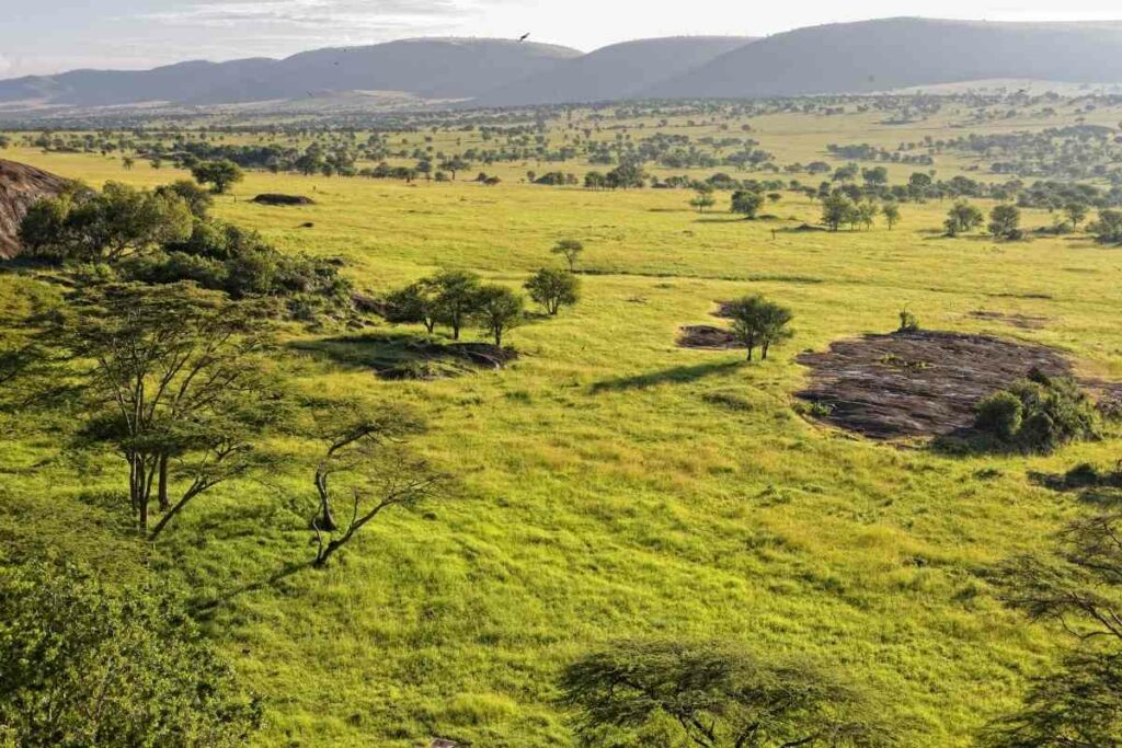 Serengeti park