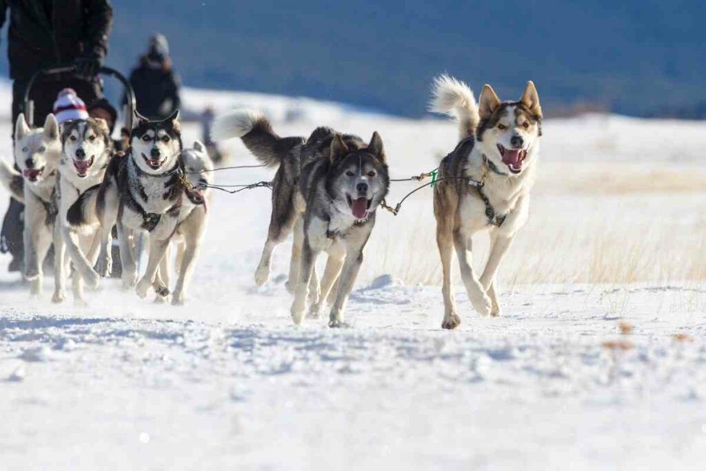 Sled dog marathon in January Minnesota