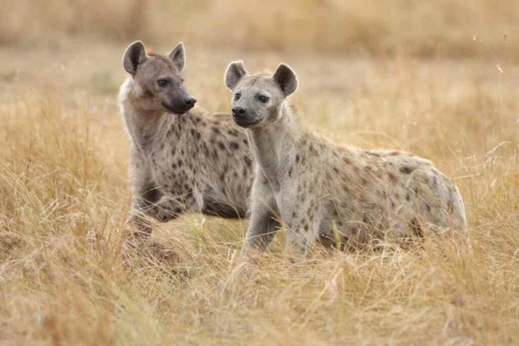 Spotted hyenas Serengeti park