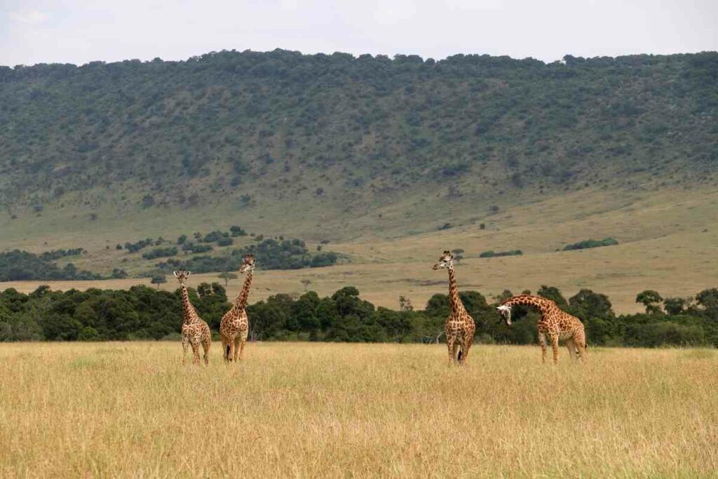 Visiting Maasai Mara Park