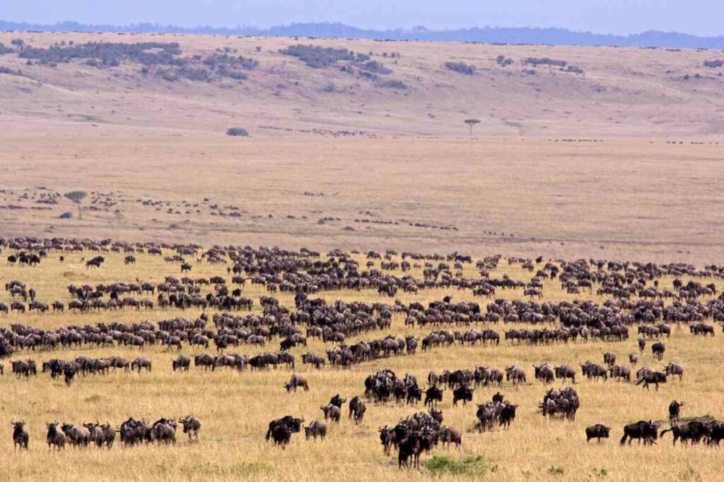 Facts Wildebeest migration time