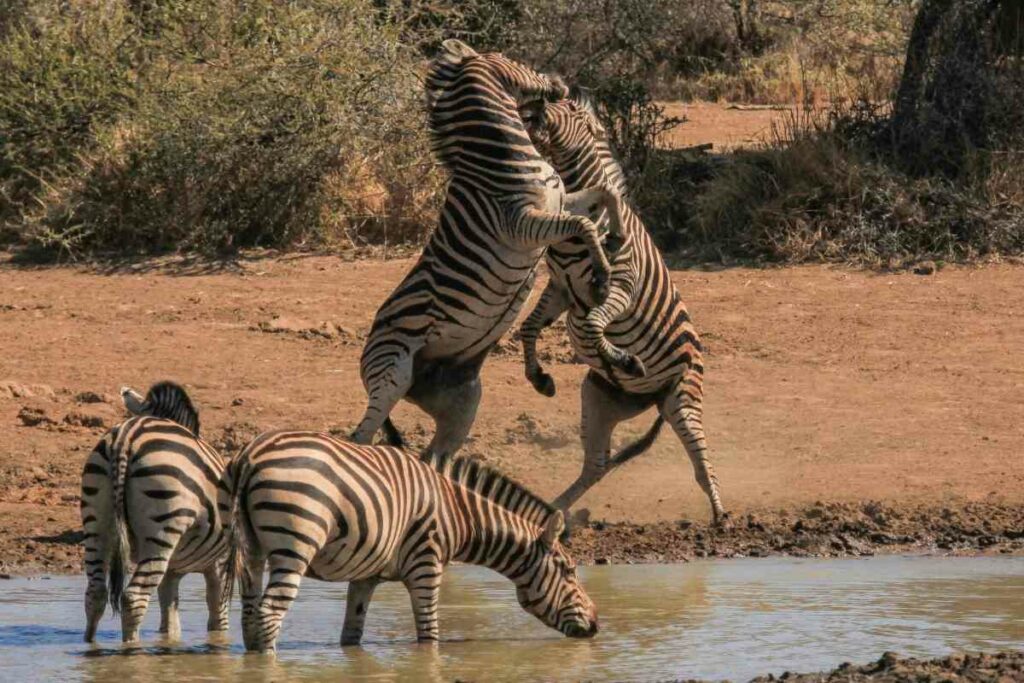 Zebras fighting African safari