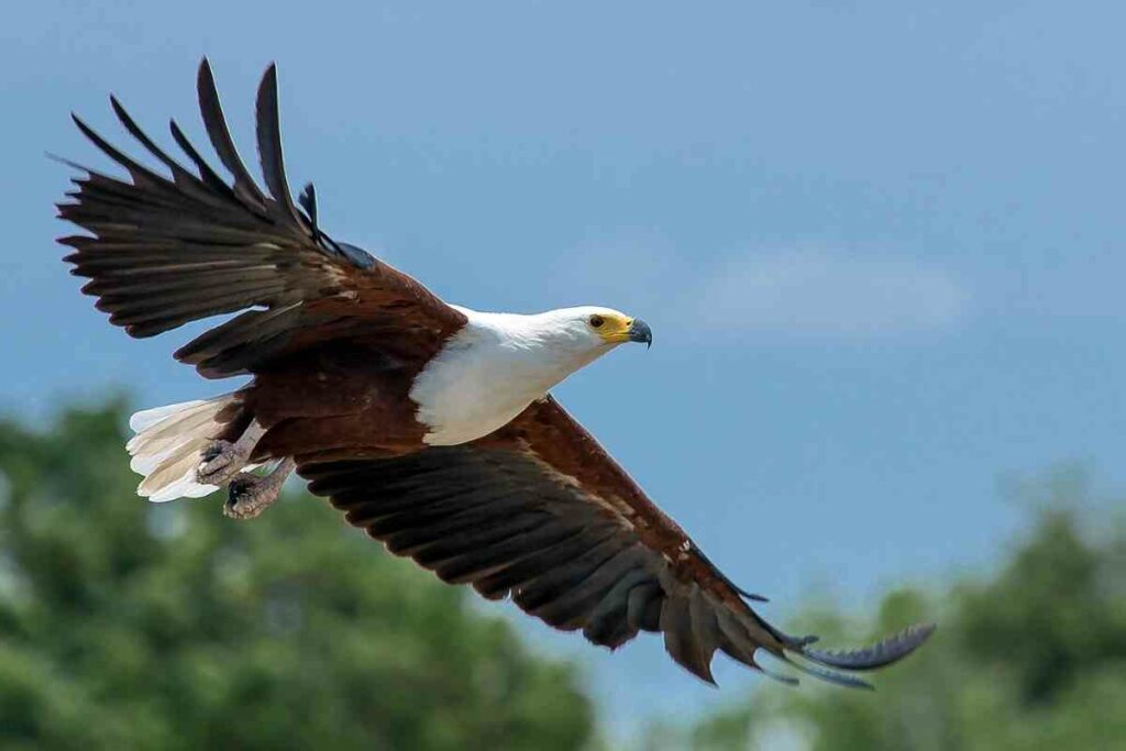 African Fish eagle flying