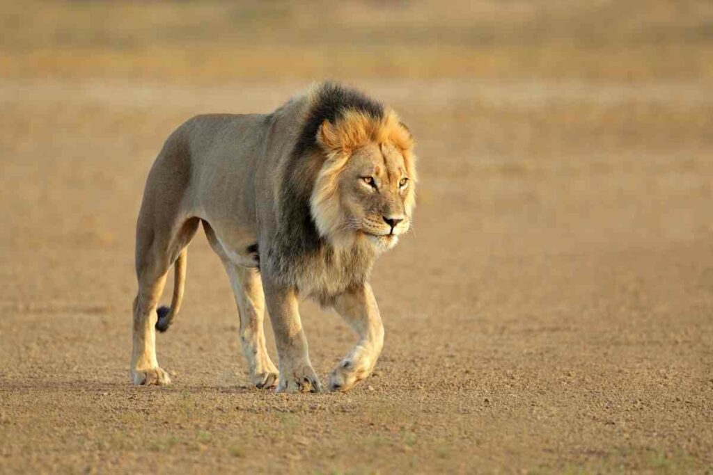 A mature African lion safari