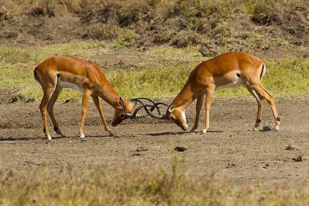 Attractions at Nairobi National Park