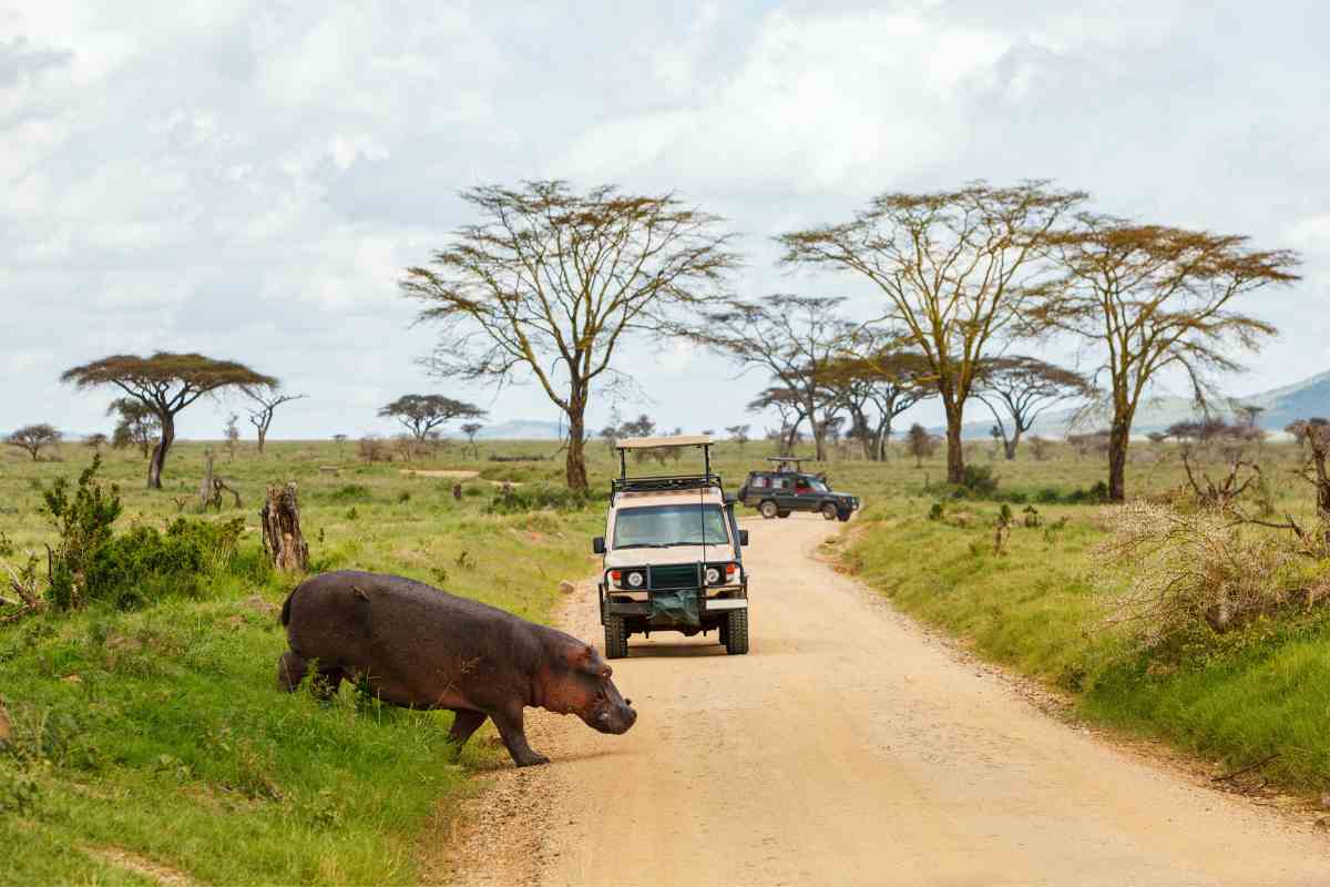 What Is The Best Month To Go On An African Safari?