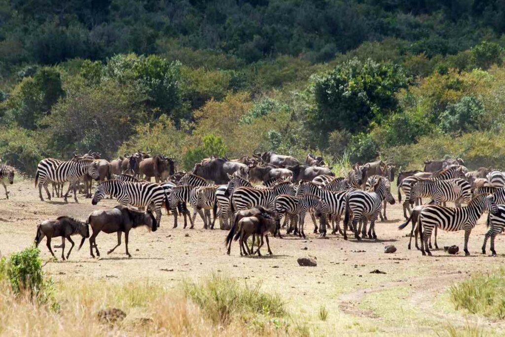 Great Animal Migration in Africa guide